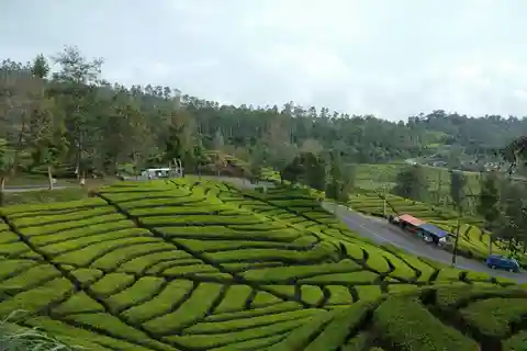 Day Trip White Crater Ciwidey Bandung All In - Tour Guide