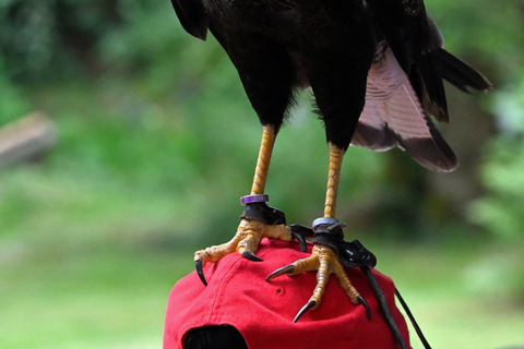 Ruhla: bilhete para um espetáculo aéreo com águias, corujas e muito mais.Ruhla: Bilhete para um show aéreo com águias, corujas e outros animais