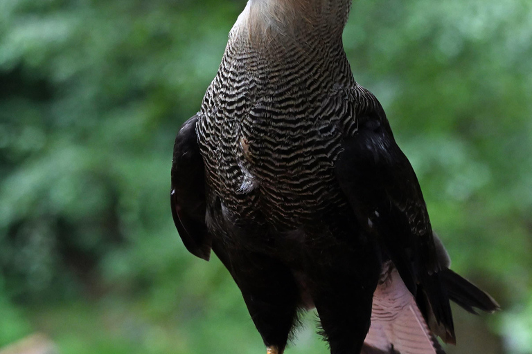 Ruhla: bilhete para um espetáculo aéreo com águias, corujas e muito mais.Ruhla: Bilhete para um show aéreo com águias, corujas e outros animais