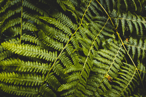 Snoqualmie, Twin Falls & Ancient Forest (Transport Included)