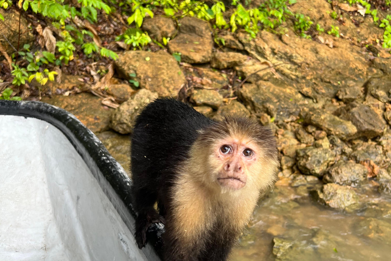 Panamá : Tour en bateau et faune sur le lac Gatun