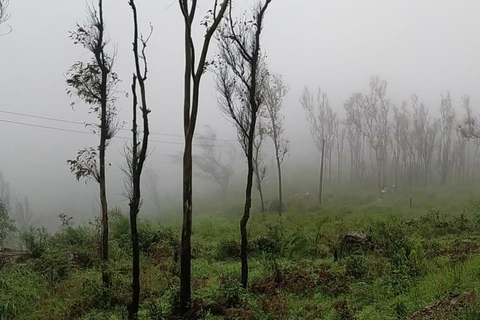 From Bangalore: 2-Day Chikkamagaluru: Temples & Safari