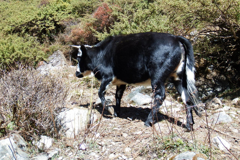 From Kathmandu: Langtang Valley Trek with Accommodation Langtang Trek