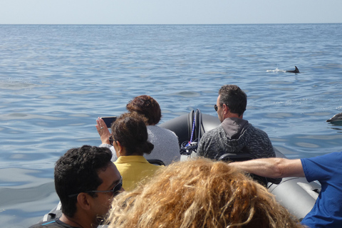 Dolphin Watching in Arrábida Natural Park