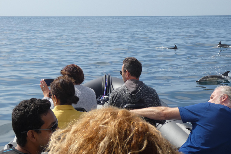 Delfinbeobachtung im Arrábida Naturpark