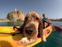 Villajoyosa, kayak con el mejor amigo del hombre, tu perro - Housity
