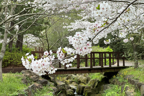 Jeju: Kersenbloesem en aardbeien plukken tour in kleine groep