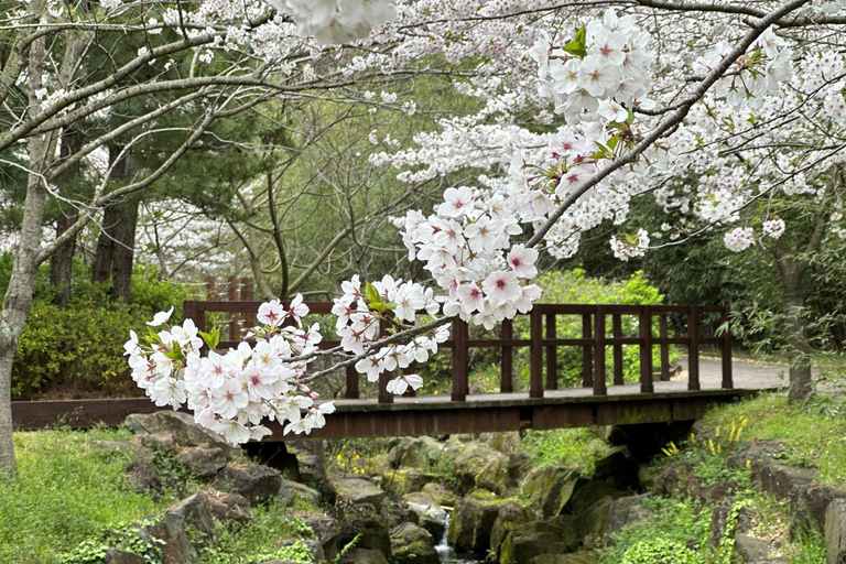 Jeju: Kersenbloesem en aardbeien plukken tour in kleine groep