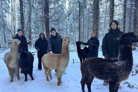Helsinki : Visite guidée d'une ferme d'alpagas (privée)