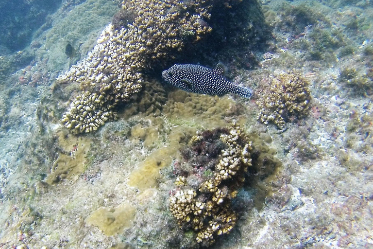 Uvita: Caño Island &amp; Corcovado National Park Combo Tour