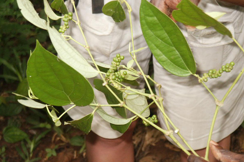 Zanzibar: Private Half-Day Tropical Fruits and Spices Tour