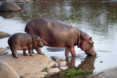 Aventura en Kruger Tremisana Safari de 4 días con los 5 Grandes