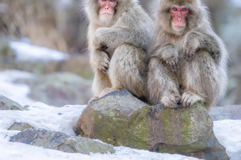 Tokyo: Nagano Private Tour with Igloo Village & snow Monkeys