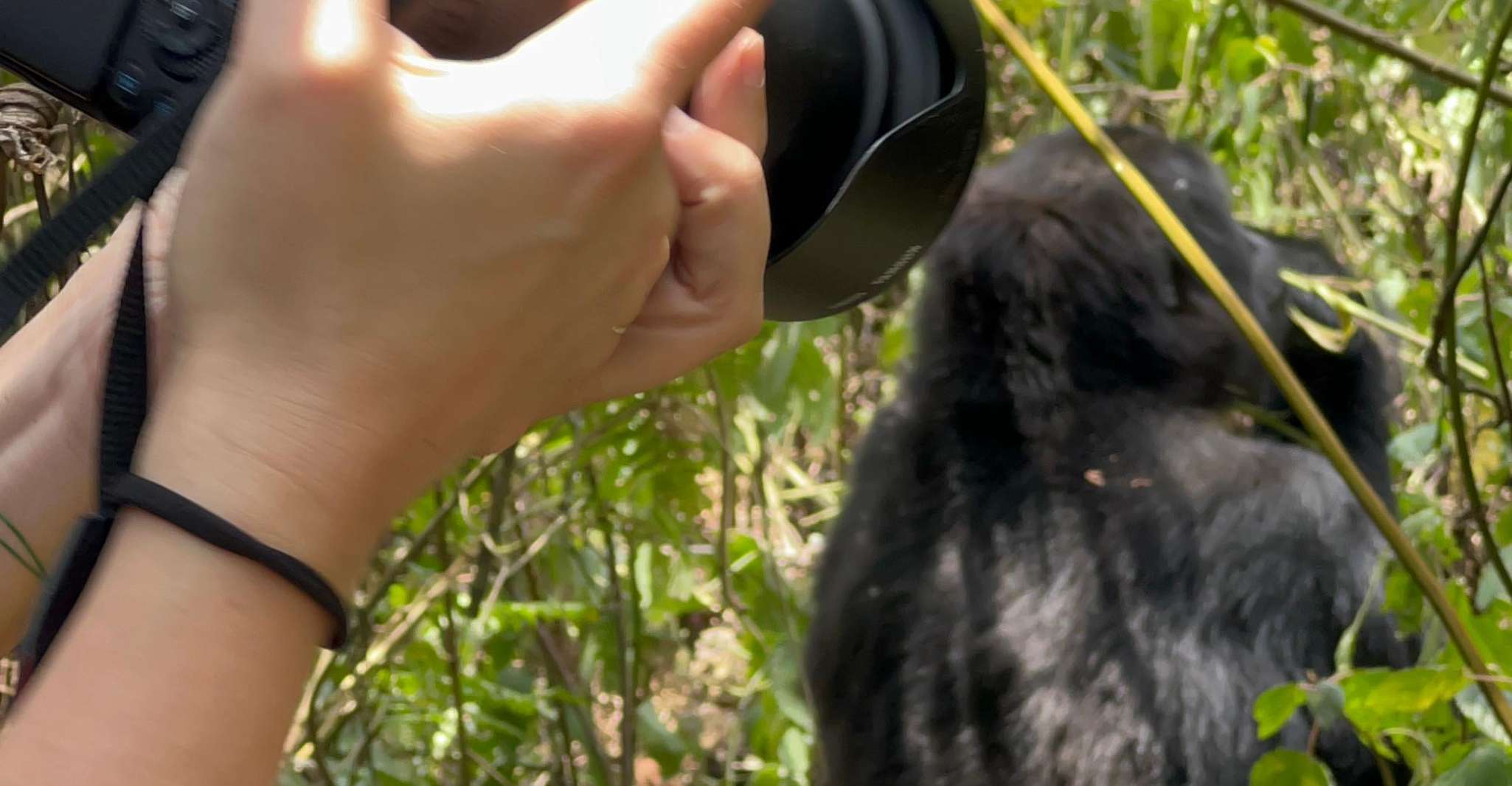 4 Day Congo (DRC) Lowland Gorilla Tracking from Kgl Rwanda - Housity