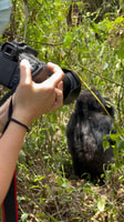 4 Day Congo (DRC) Lowland Gorilla Tracking from Kgl Rwanda - Housity