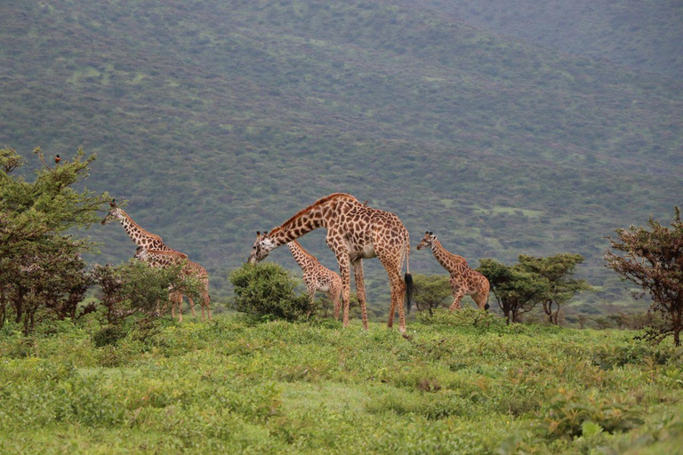 Nairobi: Lake Nakuru National Park and Lake Naivasha Tour