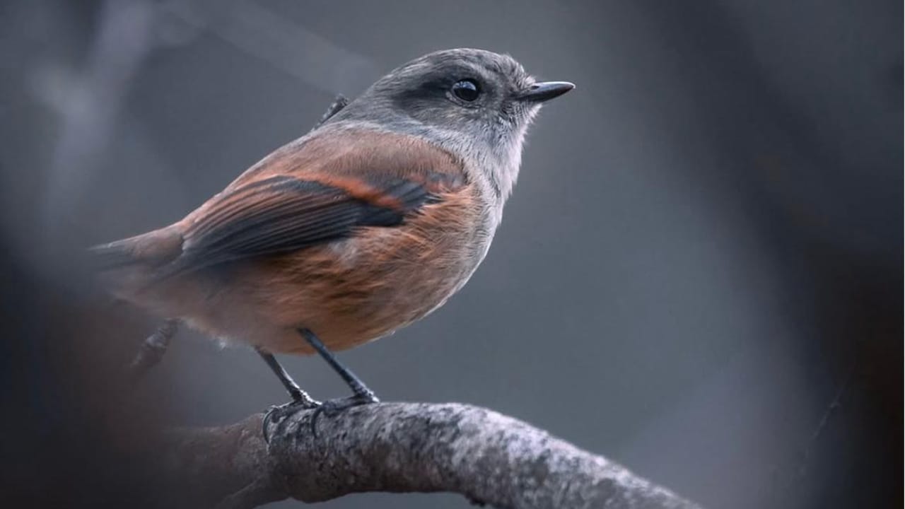 Lagune von Aculeo: Vogelbeobachtung und Kajakfahren