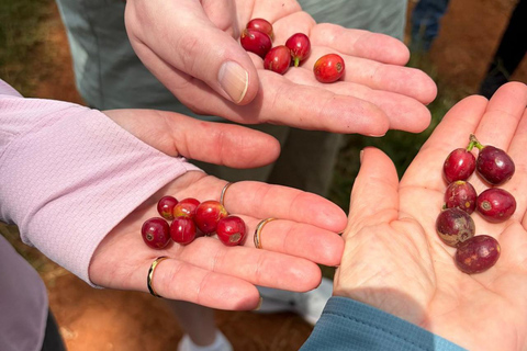 Nairobi: Fairview Coffee Estate Tour & Tasting