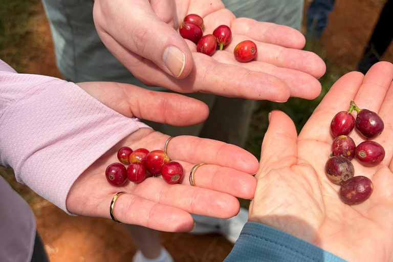 Nairobi: Fairview Coffee Estate Tour & Tasting
