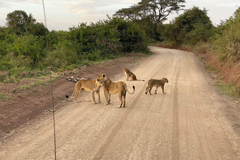 Nairobi National Park: Early Morning or afternoon adventure Early morning game drive in a Landcruiser JEEP