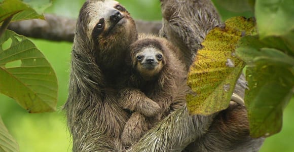 The best sloth experience and cooking class in La Fortuna