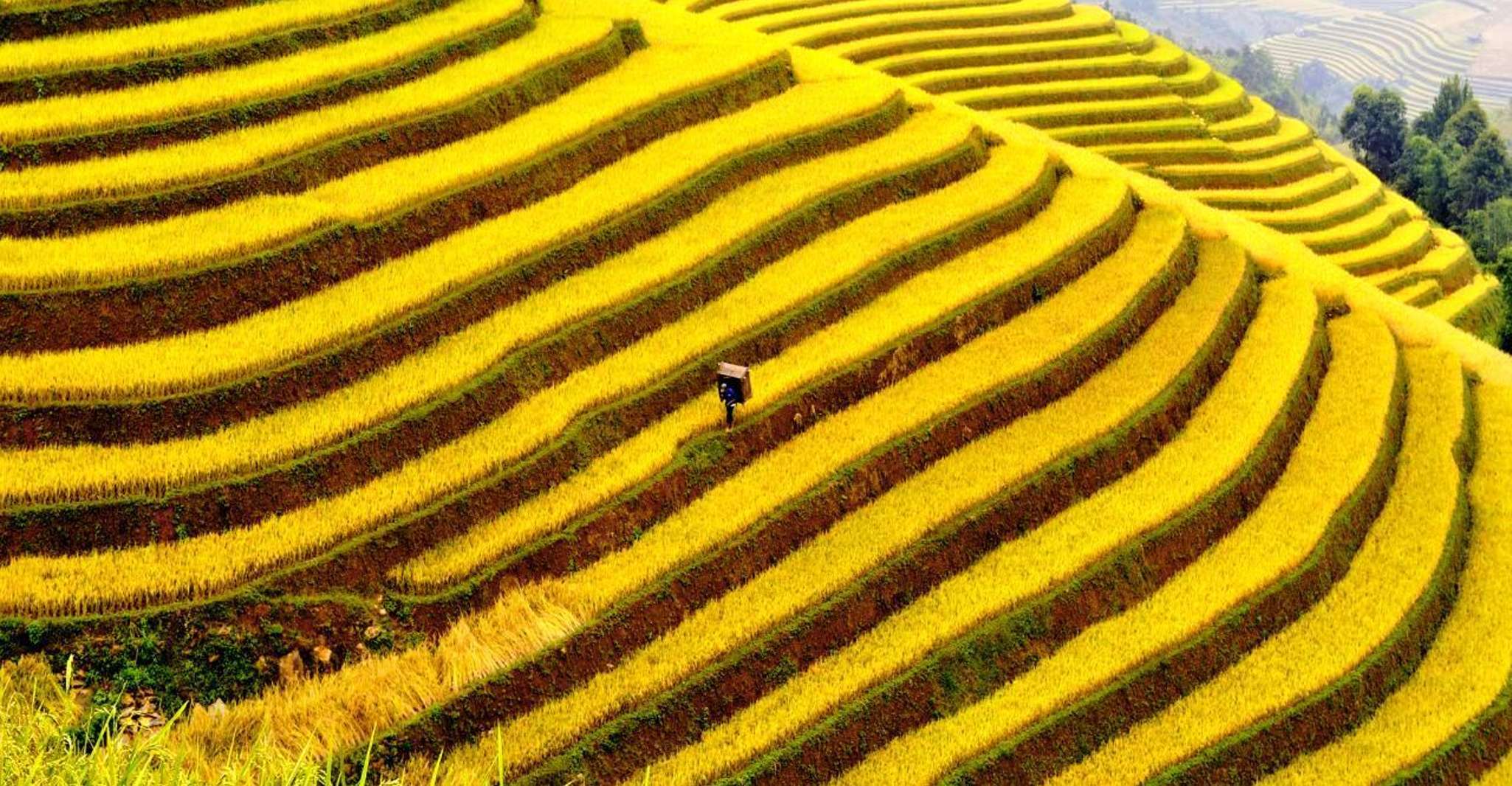 From Sapa , 1 Day Amazing Sapa Trek To Terrace rice field - Housity