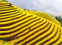 From Sapa , 1 Day Amazing Sapa Trek To Terrace rice field - Housity