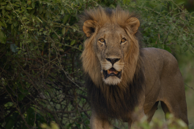 Kasane: 1 day Chobe NP Safari with Boat Cruise and Lunch