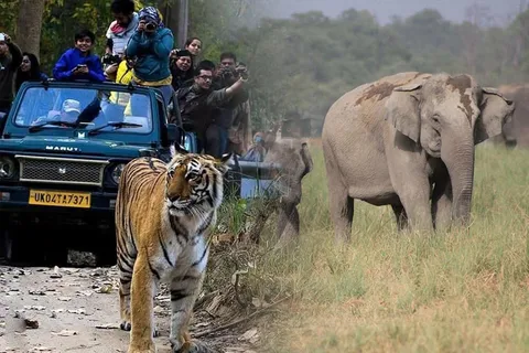2-Day Jungle Safari: Pune to Jim Corbett by Air via Delhi