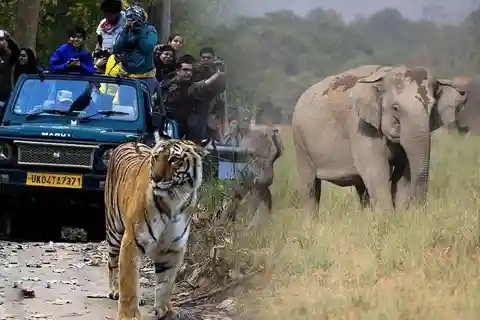 Jim Corbett: 3-Day Safari Tour by Flight from Pune