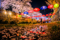 Da Busan, Jinhae Cherry Blossom Day o Night Tour - Hizvo
