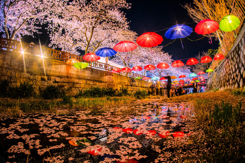 De Busan: Excursão diurna ou noturna ao Festival das Cerejeiras em Flor de JinhaePasseio noturno em Jinhae, encontro na estação Haeundae