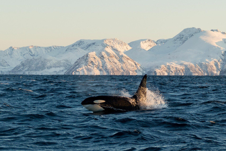 Safari aux baleines à Tromsø avec le MS Trolltind Nordic