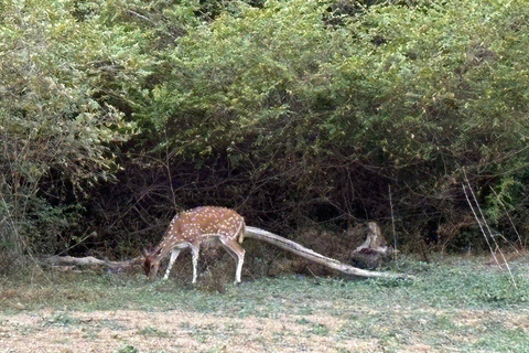 From South Coast: Udawalawe Park Safari with Ella Drop-off