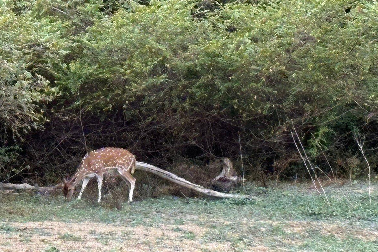 From South Coast: Udawalawe Park Safari with Ella Drop-off