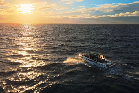 Private Charter to see the whales - 5 Hours Private Charter - 5 Hours
