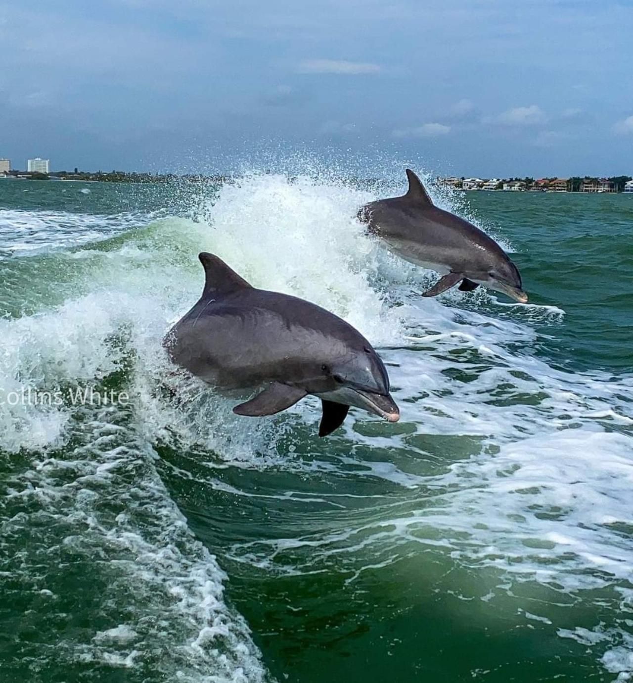 St. Pete Beach: Dolphin Racer Sightseeing-Tour