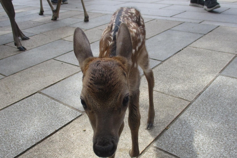 Nara: Budda gigante, cervi liberi nel parco (guía italiana)