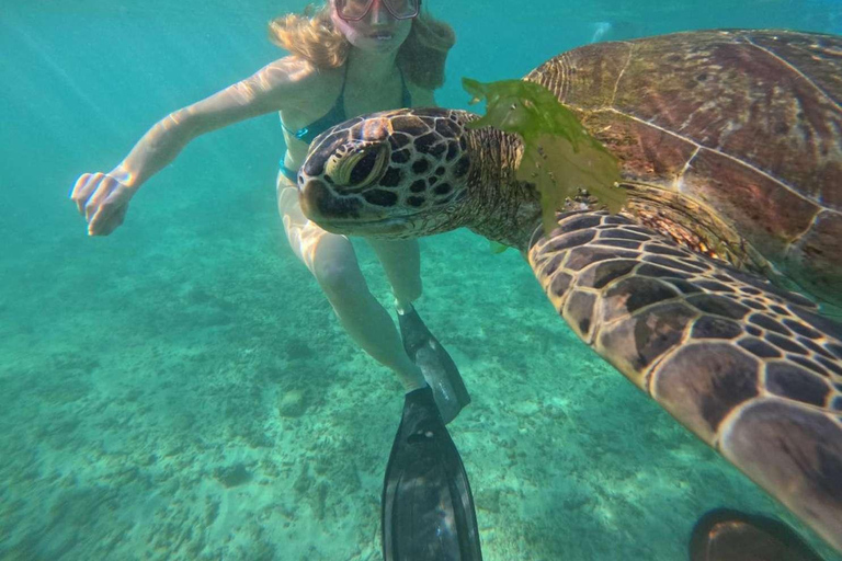 Galle snorkling experience with Turtles and marine life