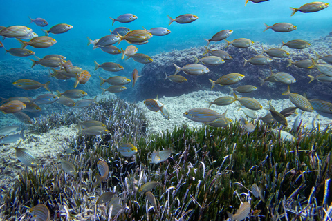 Mallorca, Alcudia: Dip & Dive – Scuba Diving for Beginners & Snorkeling Mallorca: Dip&Dive – Snorkeling & Scuba Diving (No License Required) – Cap de Formentor