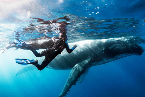 Mirissa Whale and Dolphin Snorkeling with Free Turtle Safari
