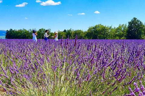 Z Awinionu: lawendowa wycieczka do Valensole i SaultZ Awinionu: całodniowa wycieczka po Valensole