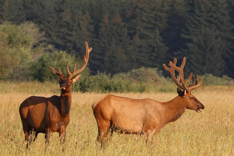 Yellowstone Tours from Jackson Hole | Wildlife & Scenic