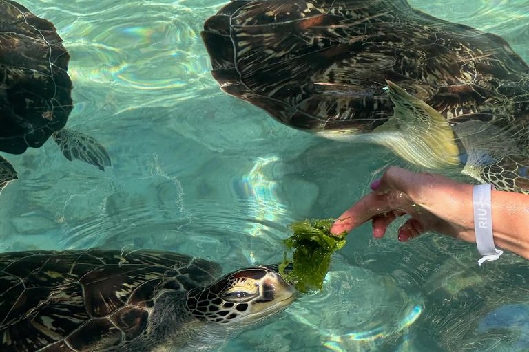 SWIMMING WITH TURTLES AT SALAAM CAVE AT KIZIMKAZI ZANZIBAR