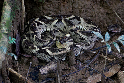 Manuel Antonio Mangrove Boat Tour