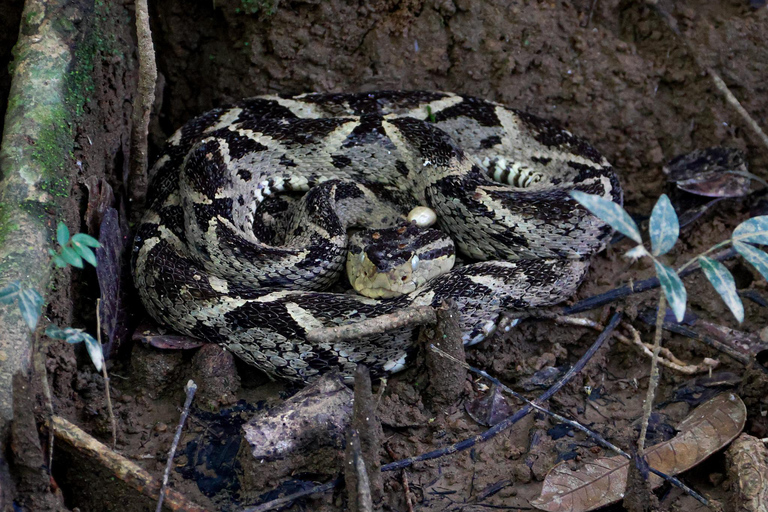 Manuel Antonio Mangrove Boat Tour