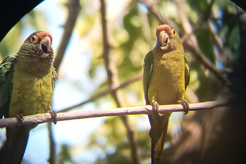 Huatulco: Observación de aves y búsqueda en Huatulco