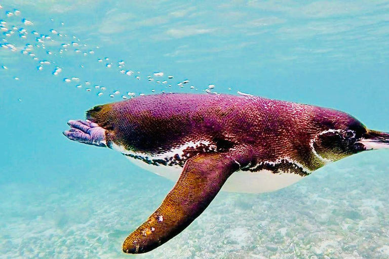 Tunnels des Galápagos : plongée en apnée avec des requins, des hippocampes et des tortues de merExcursion dans les tunnels des Galápagos : plongée en apnée avec requins et hi