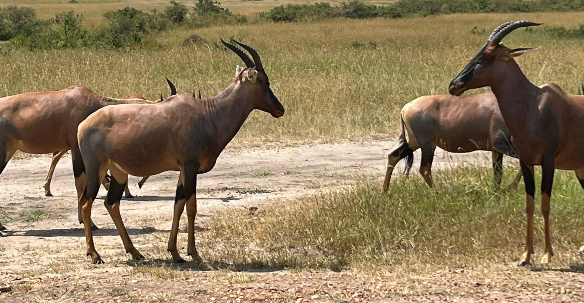 内罗毕国家公园、长颈鹿中心和大象孤儿院 - Hizvo
