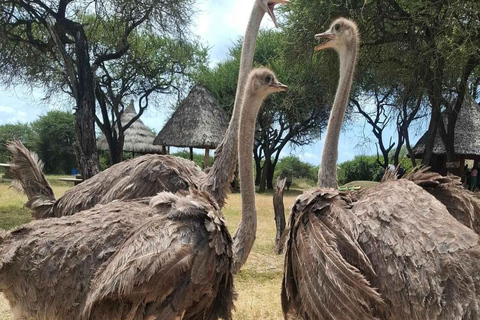 Mombasa: Nguuni Wildlife Walk & Mijikenda Village Experience